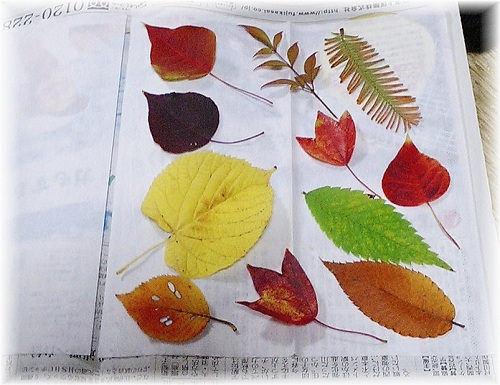 秋限定 紅葉を楽しむハンドメイド 押し葉の作り方 紹介します ポケ海ハンドメイド協会