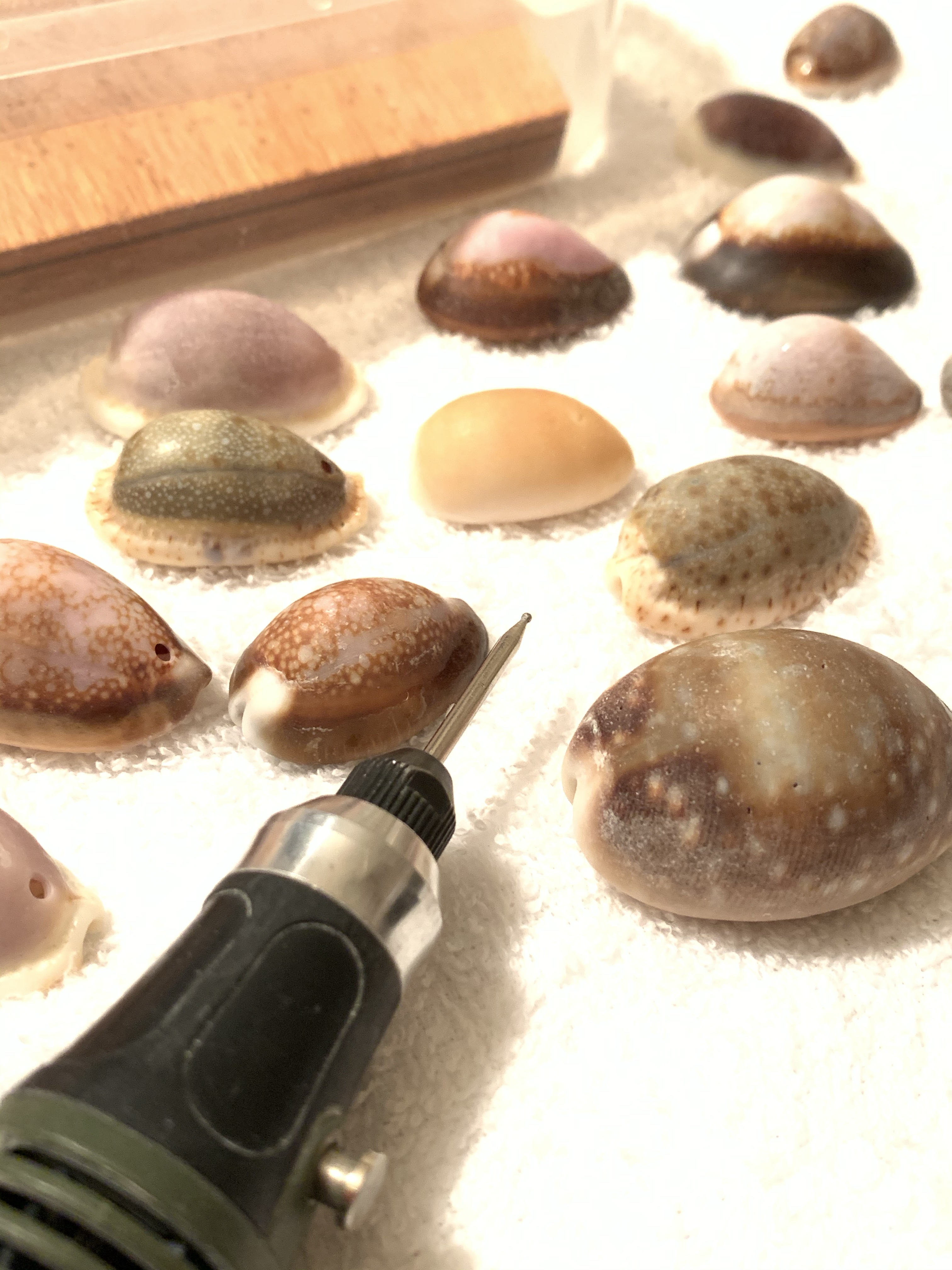 貝殻に穴を開けてアクセサリーを作ろう😃 | ポケ海ハンドメイド協会